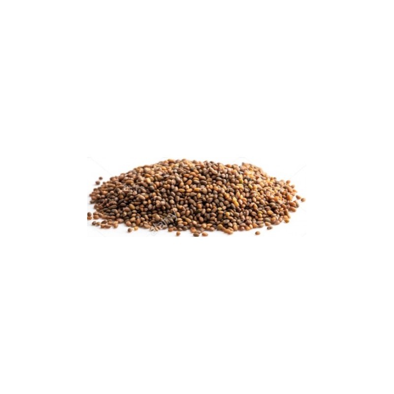 Graines de Roquette Bio 135 gr Graines de Roquette Bio 135 gr