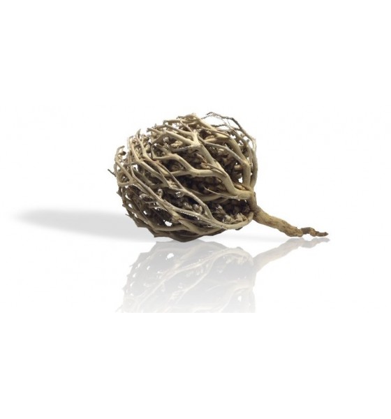 Rose de Jericho - chajarat maryam -